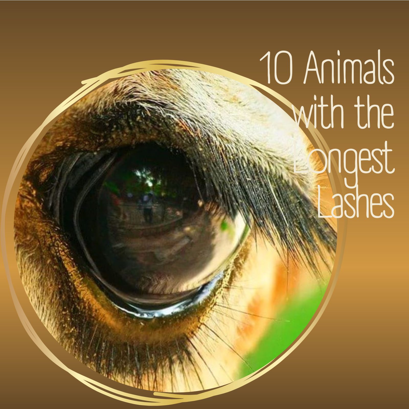 10 Animals with the Longest Lashes